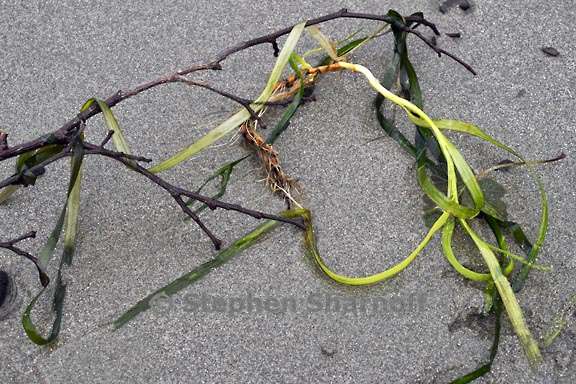 seaweed and twig 3749 1 graphic